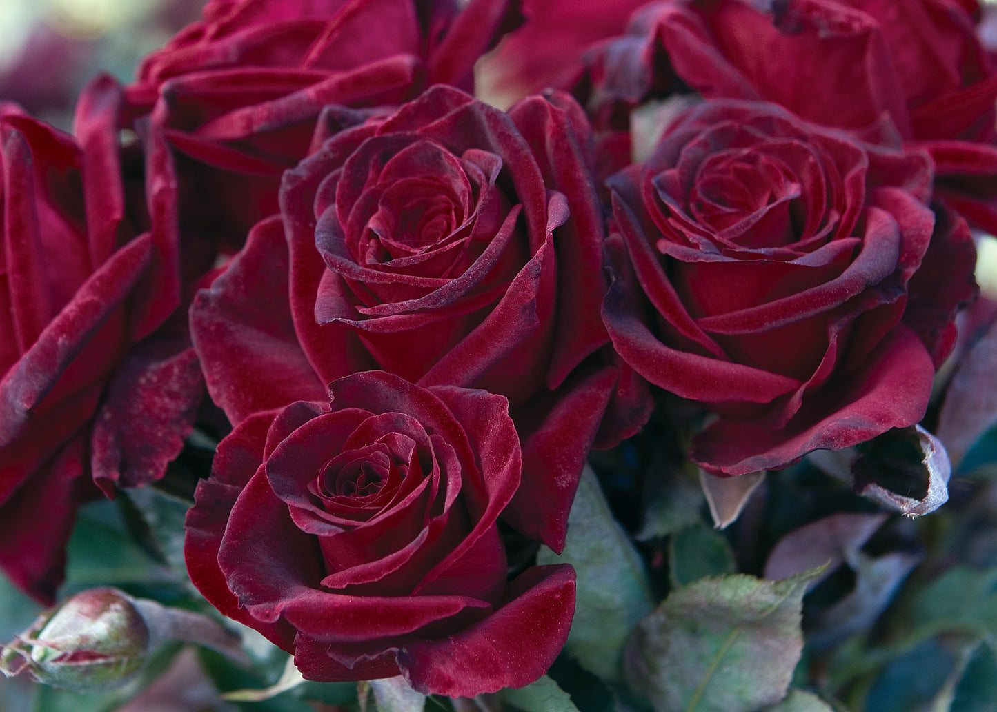 Black Baccara® (Fresh Cut Rose Stems – 1 dozen)