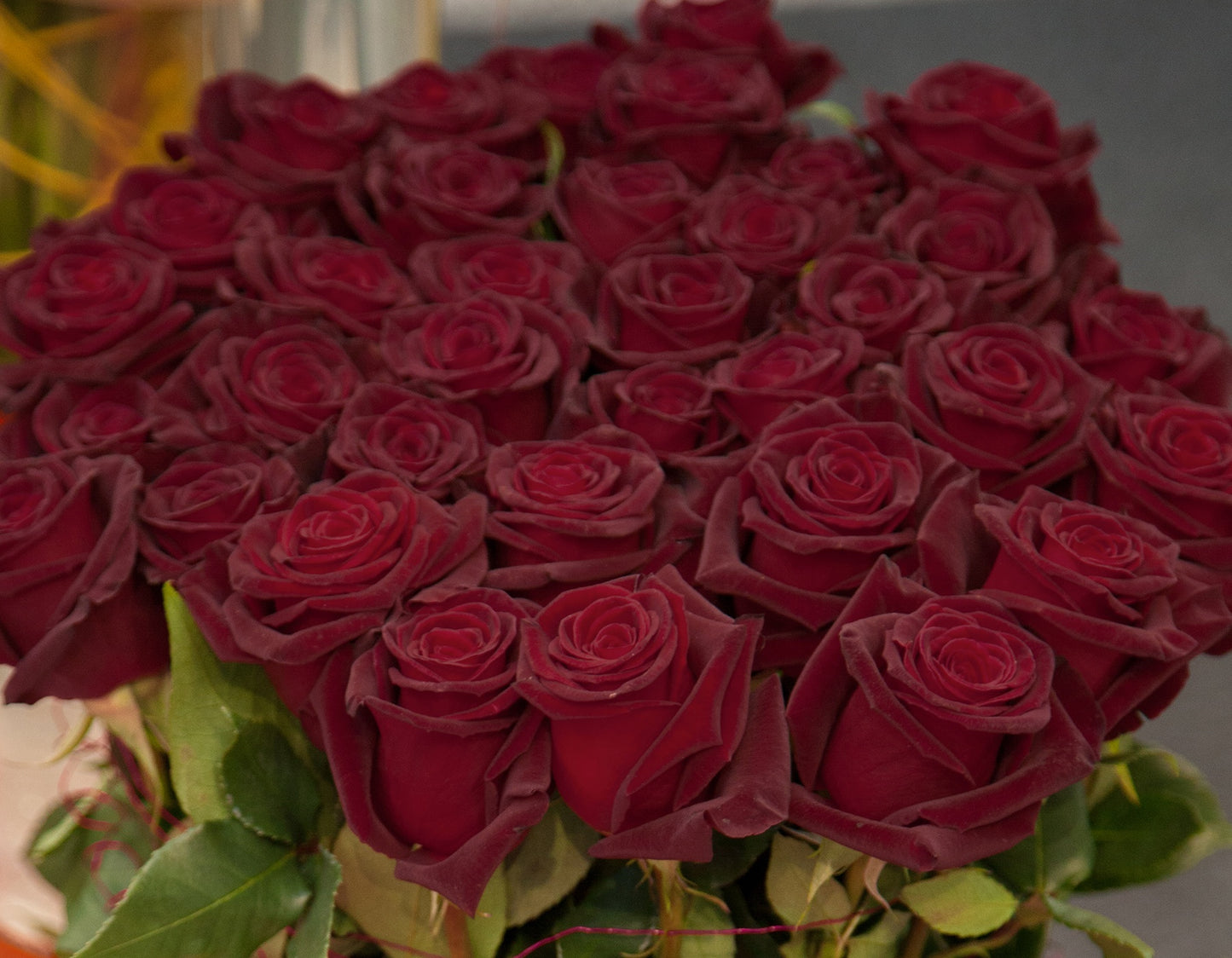 Black Baccara® (Fresh Cut Rose Stems – 1 dozen)
