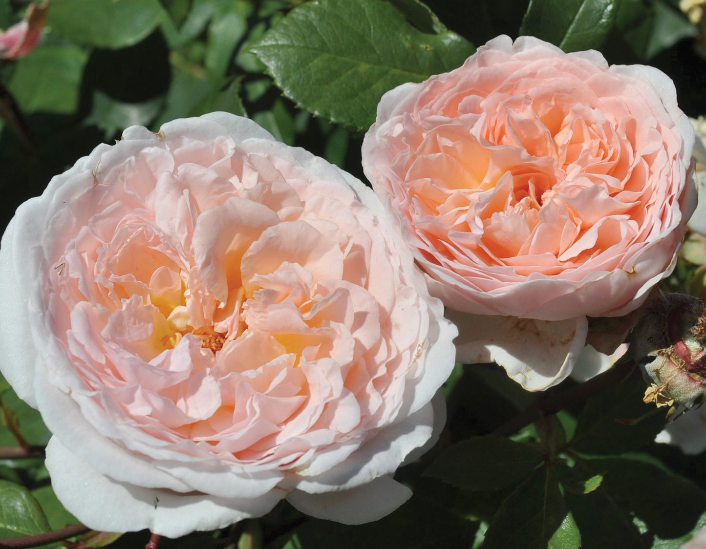 Parfuma® Bliss Bare-Root Rose