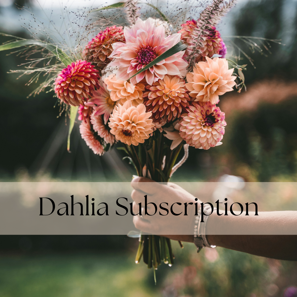 5 Week Dahlia Subscription