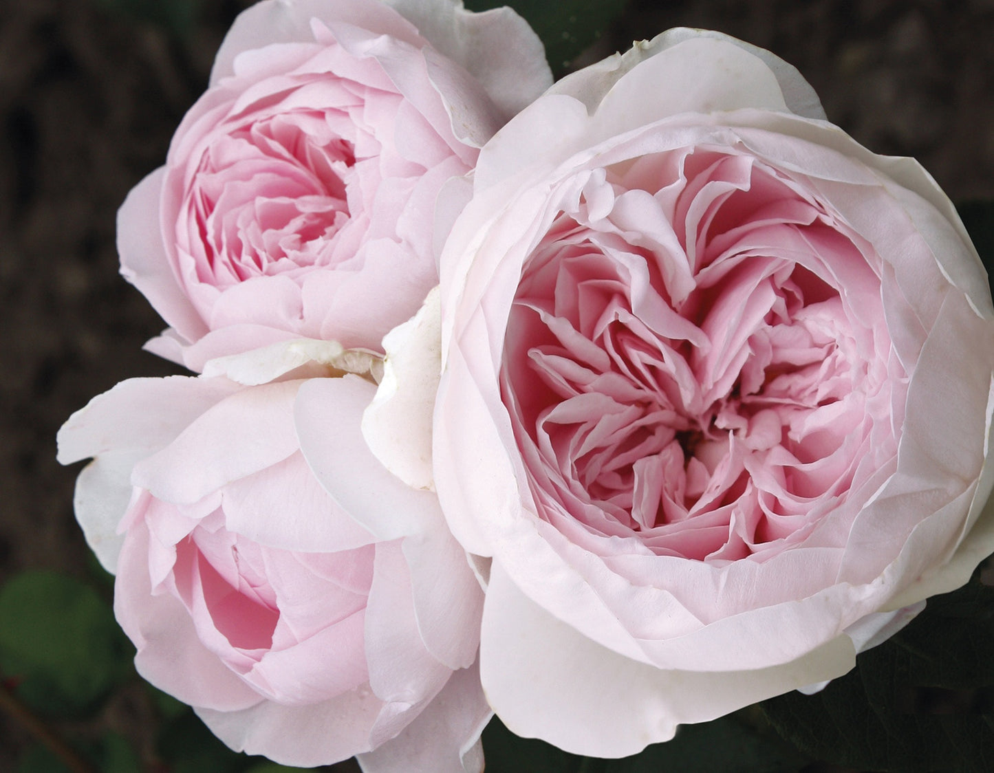 Parfuma® Earth Angel™ (Fresh Cut Rose Stems – 1 dozen)