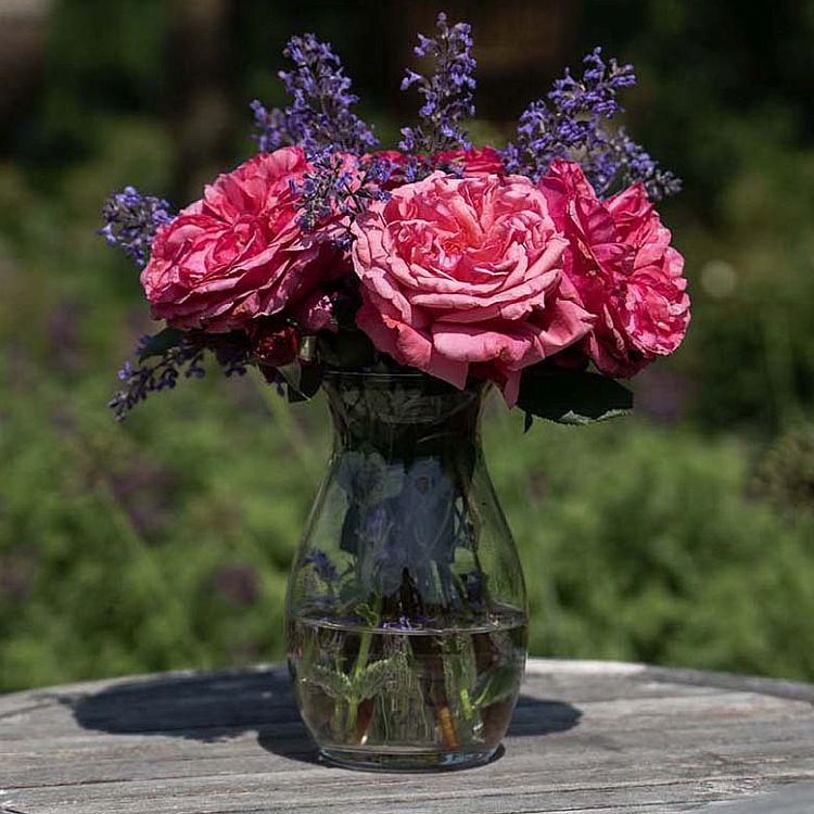 Loves Me, Loves Me Not™ (Fresh Cut Rose Stems – 1 dozen)