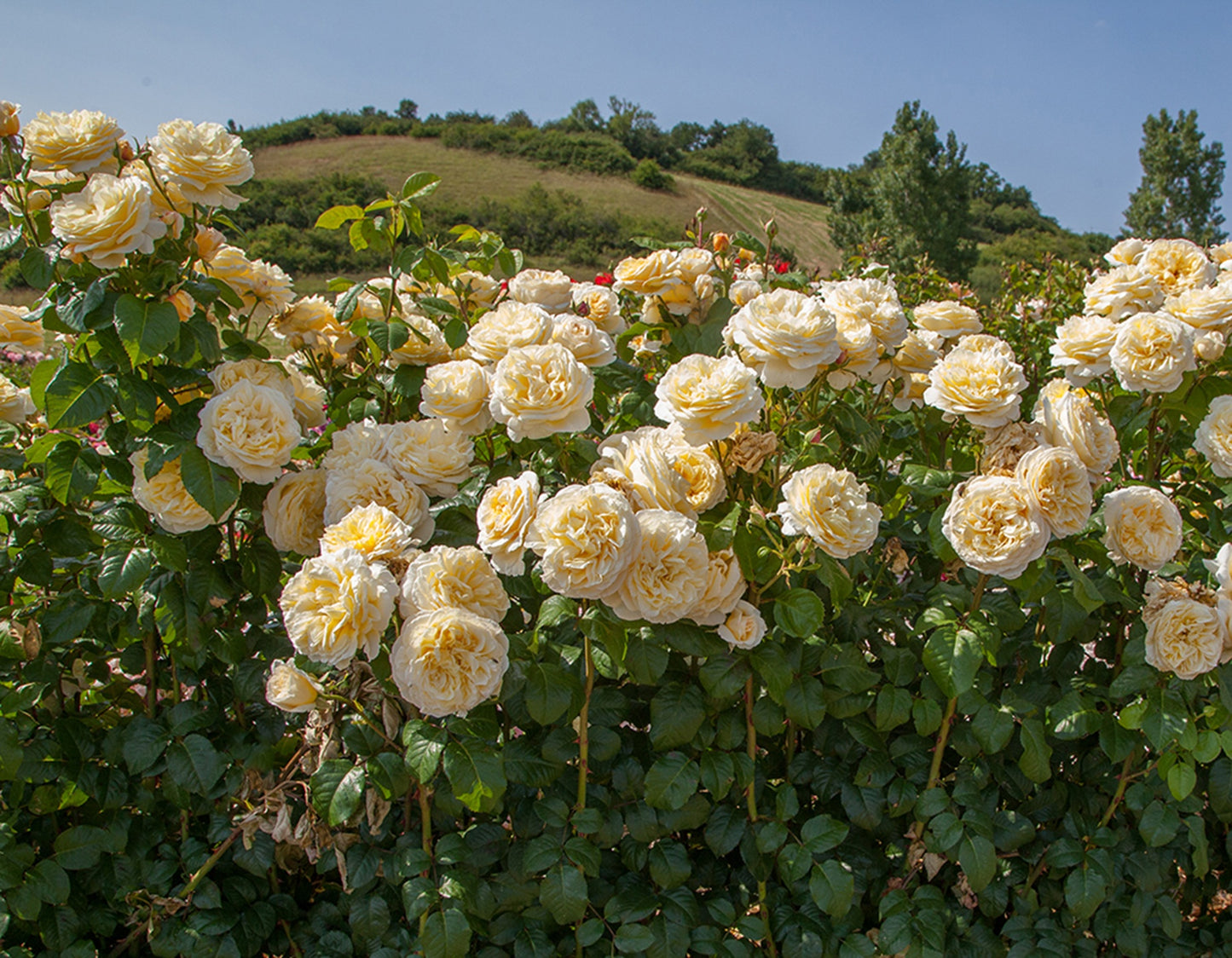 Romantica® Moonlight (Fresh Cut Rose Stems – 1 dozen)