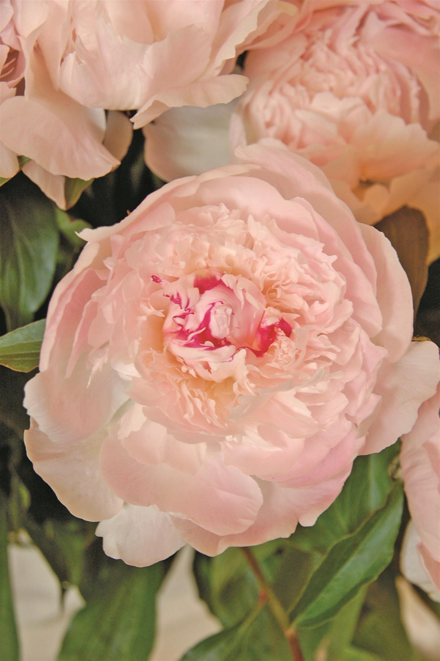 Peony- Alertie