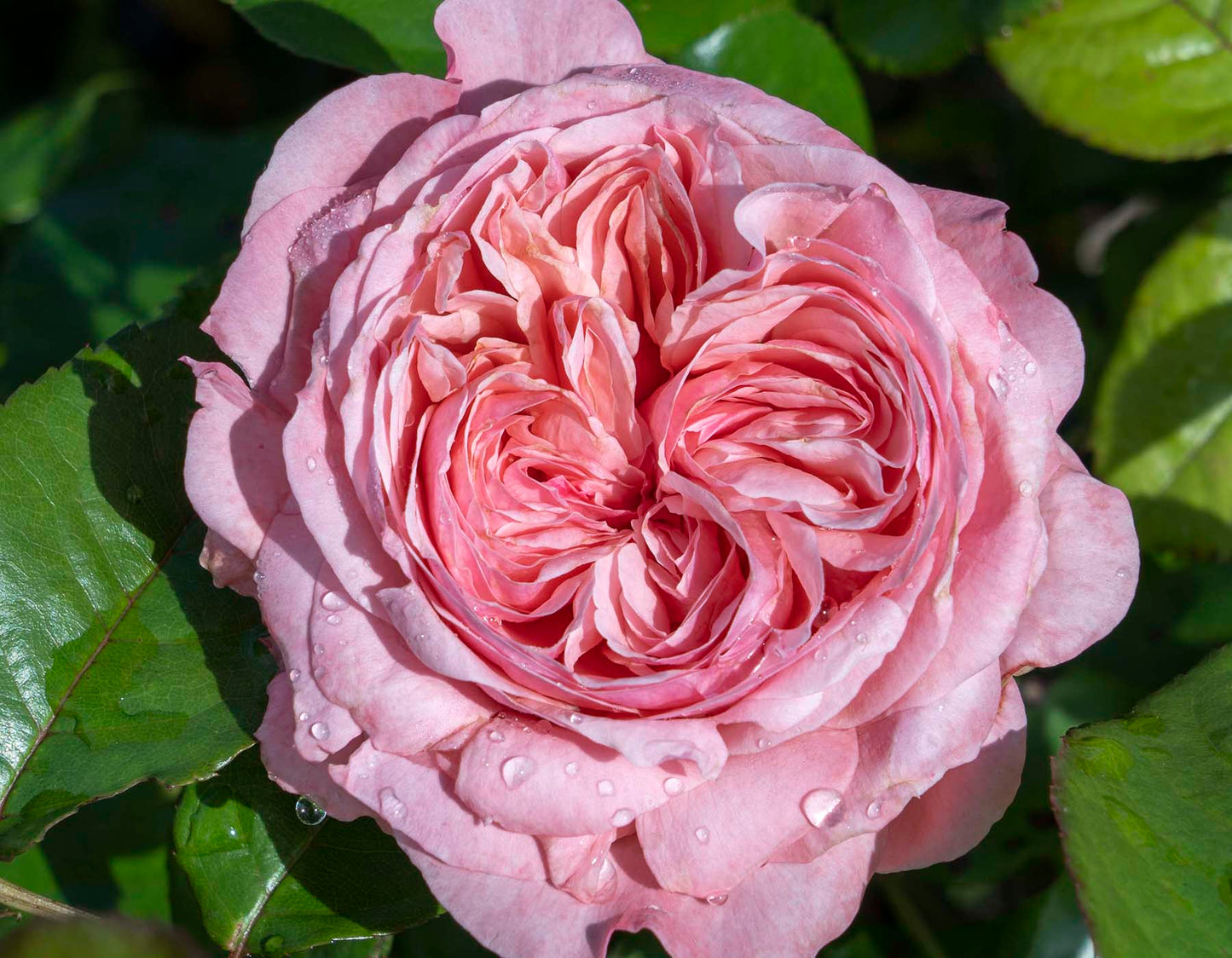 Romantica® Ball Gown™ (Fresh Cut Rose Stems – 1 dozen)