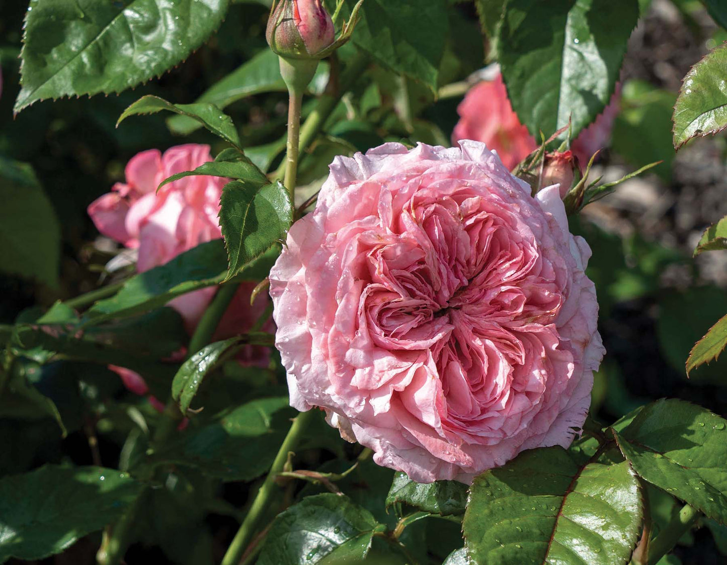Romantica® Ball Gown™ (Fresh Cut Rose Stems – 1 dozen)