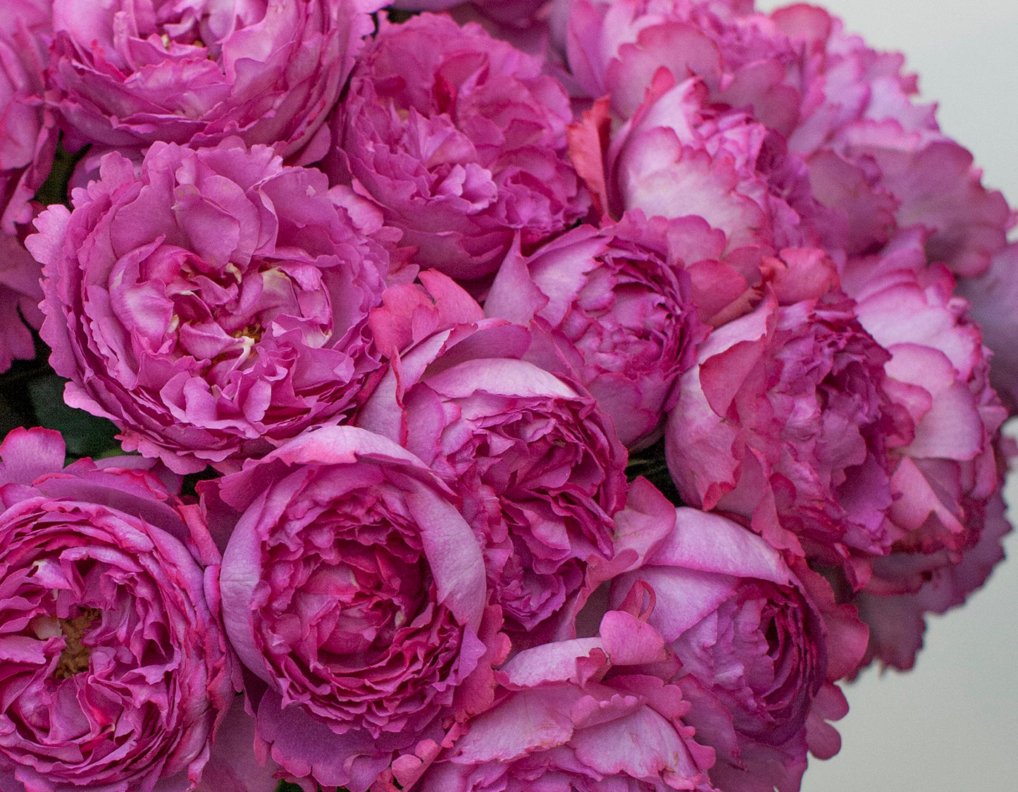 Yves Piaget® (Fresh Cut Rose Stems – 1 dozen)