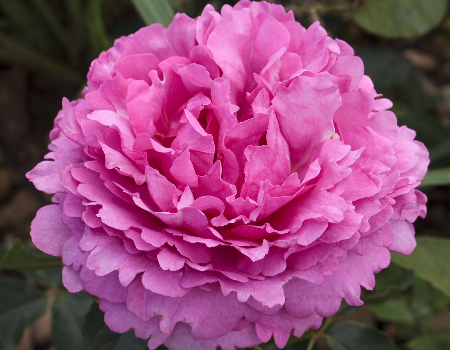 Yves Piaget® (Fresh Cut Rose Stems – 1 dozen)
