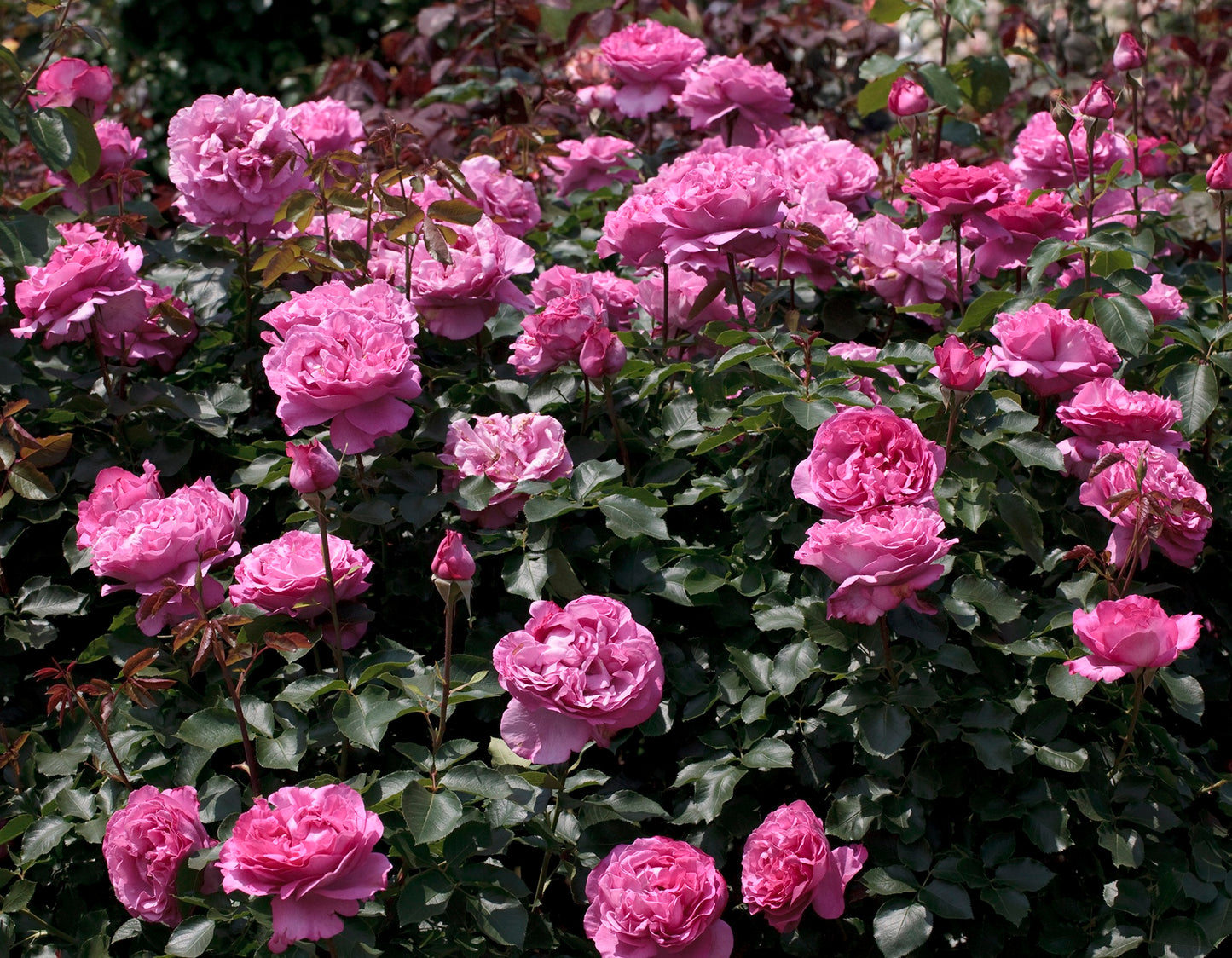 Yves Piaget® (Fresh Cut Rose Stems – 1 dozen)