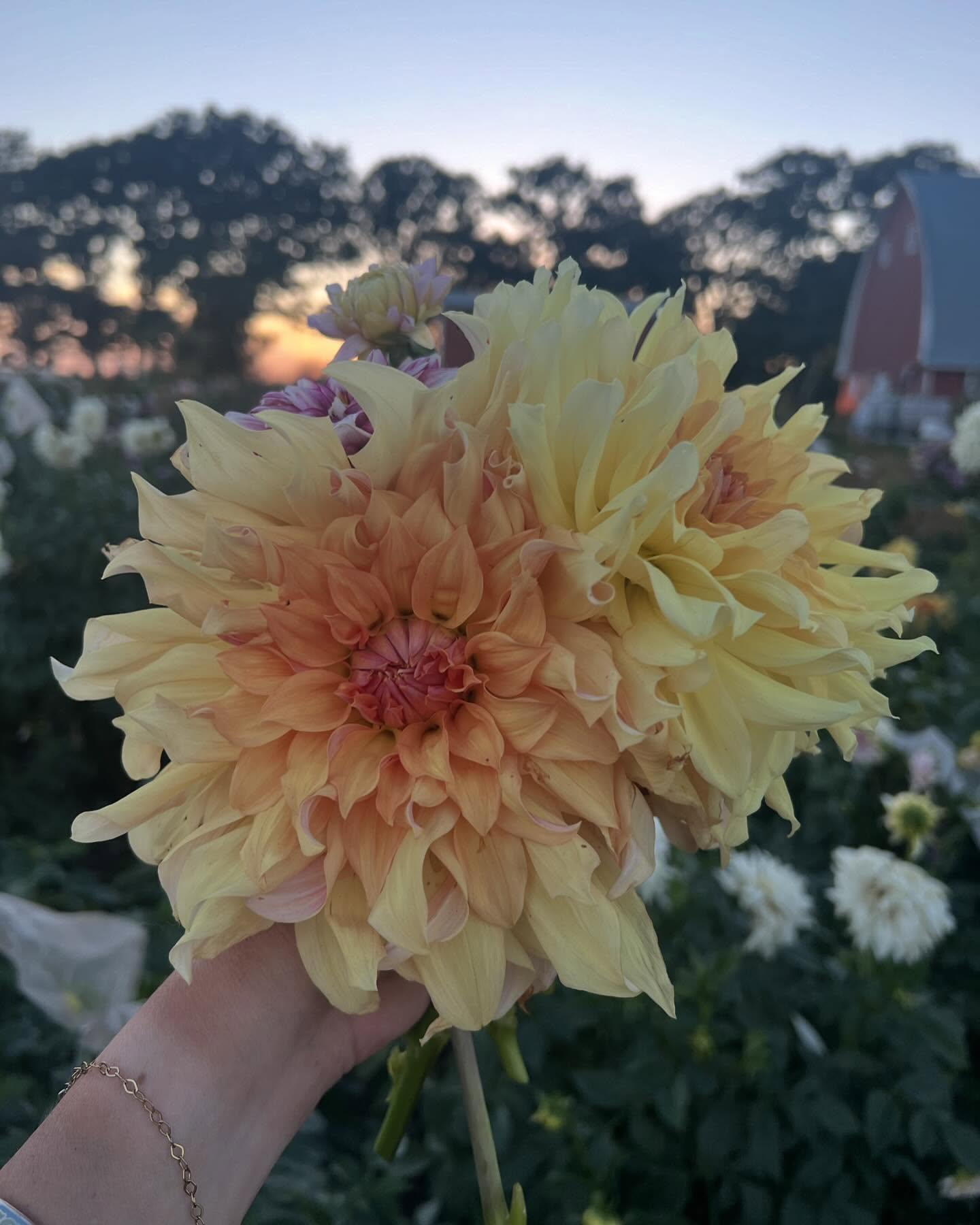 Dahlia Big Brother