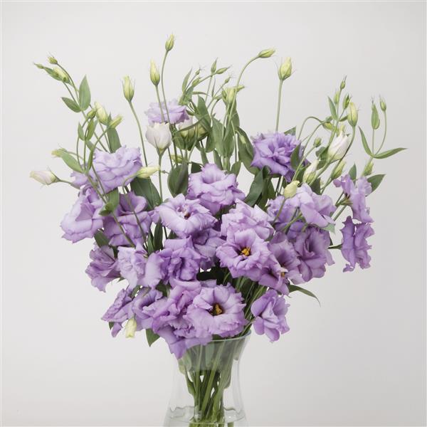The Elegant Charm of ABC™ 2 Lavender Lisianthus: A Bloom Worth Swooning Over