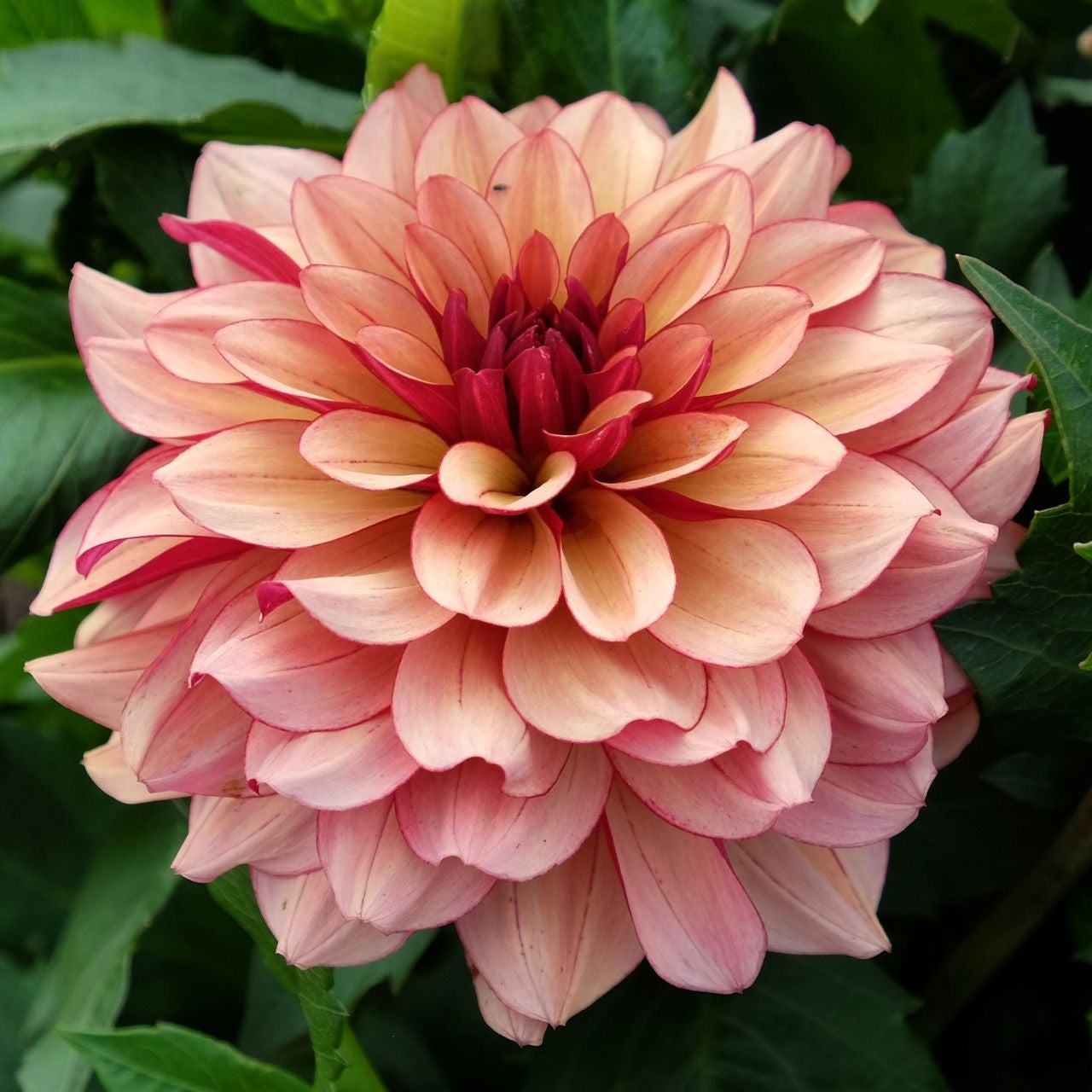 Crème de Cognac Dahlia: The Moody Showstopper Your Garden Needs
