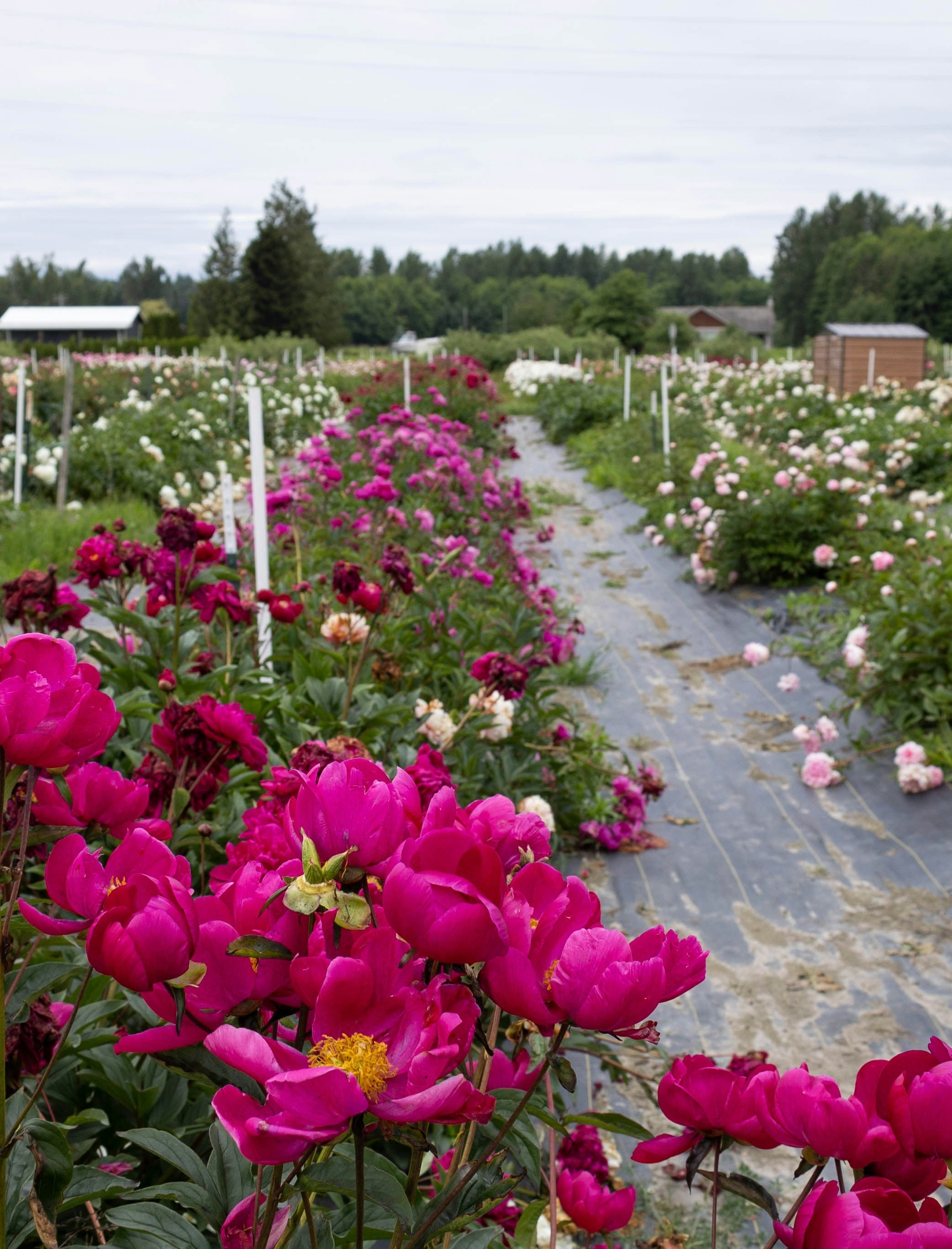 Peonies as a Long-Term Investment: Why These Perennials Are Worth the Wait
