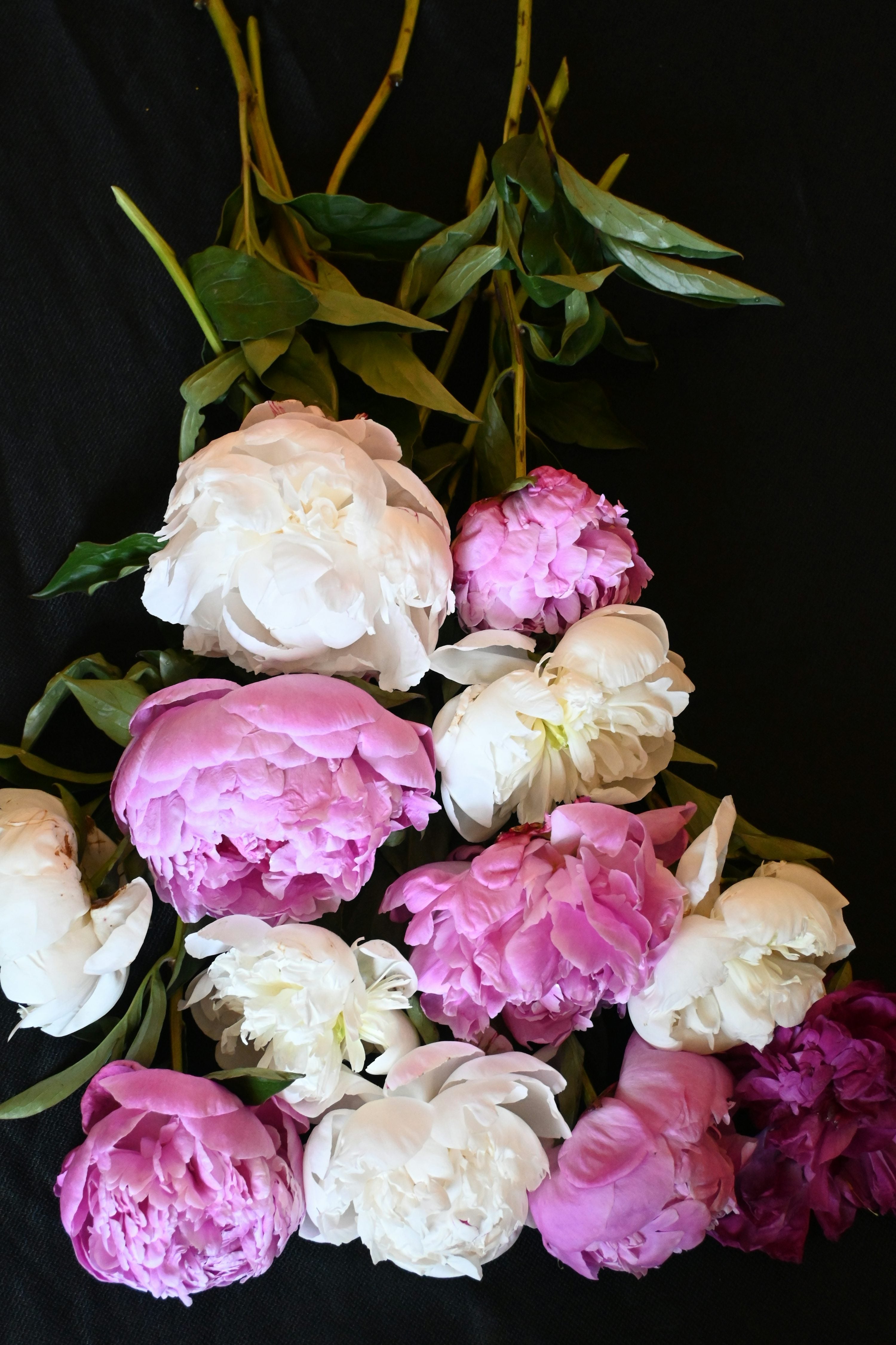 Choosing Peonies for Stunning Cut Flower Arrangements