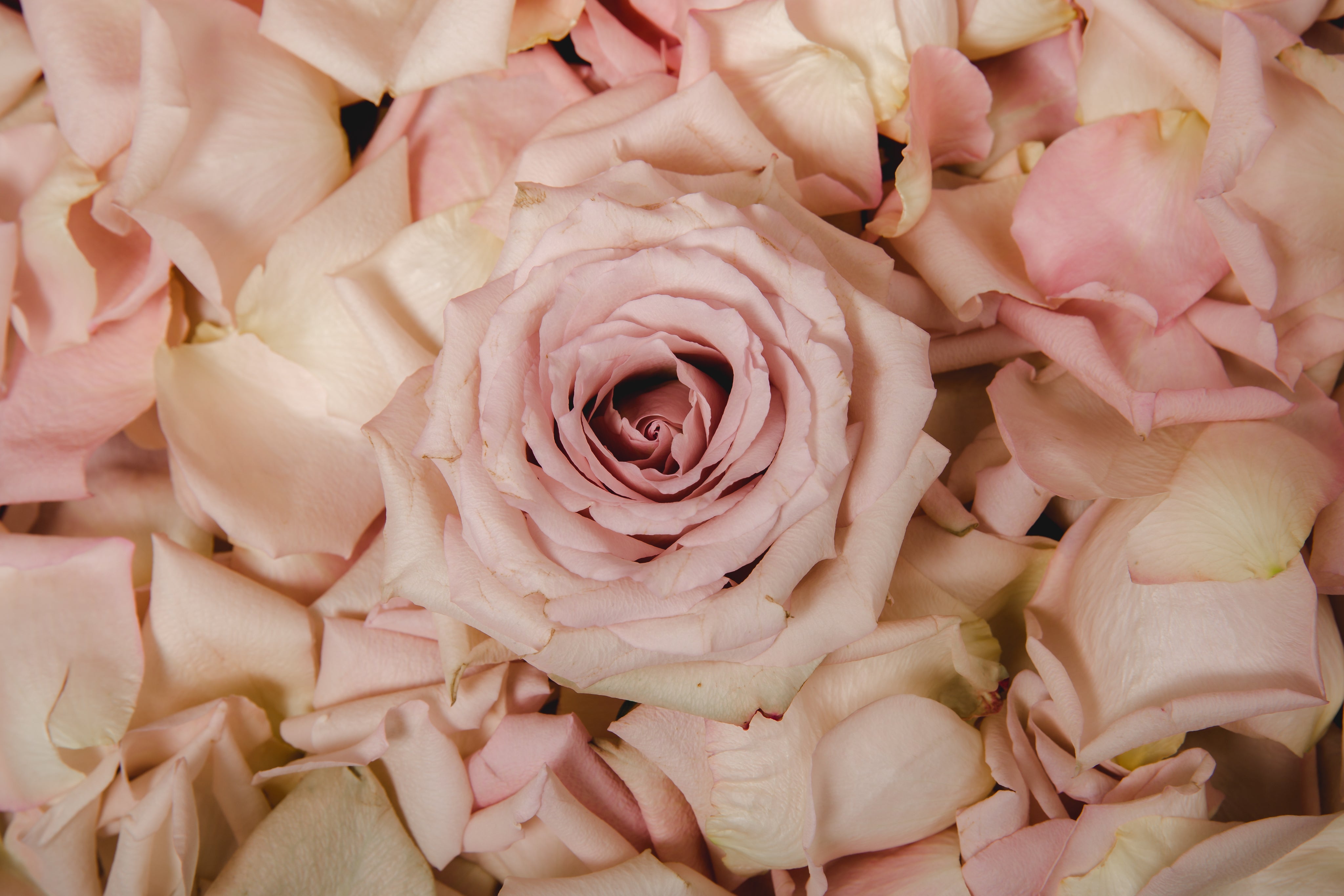 The Best (and Least Profitable) Garden Roses to Grow on a Small Flower Farm