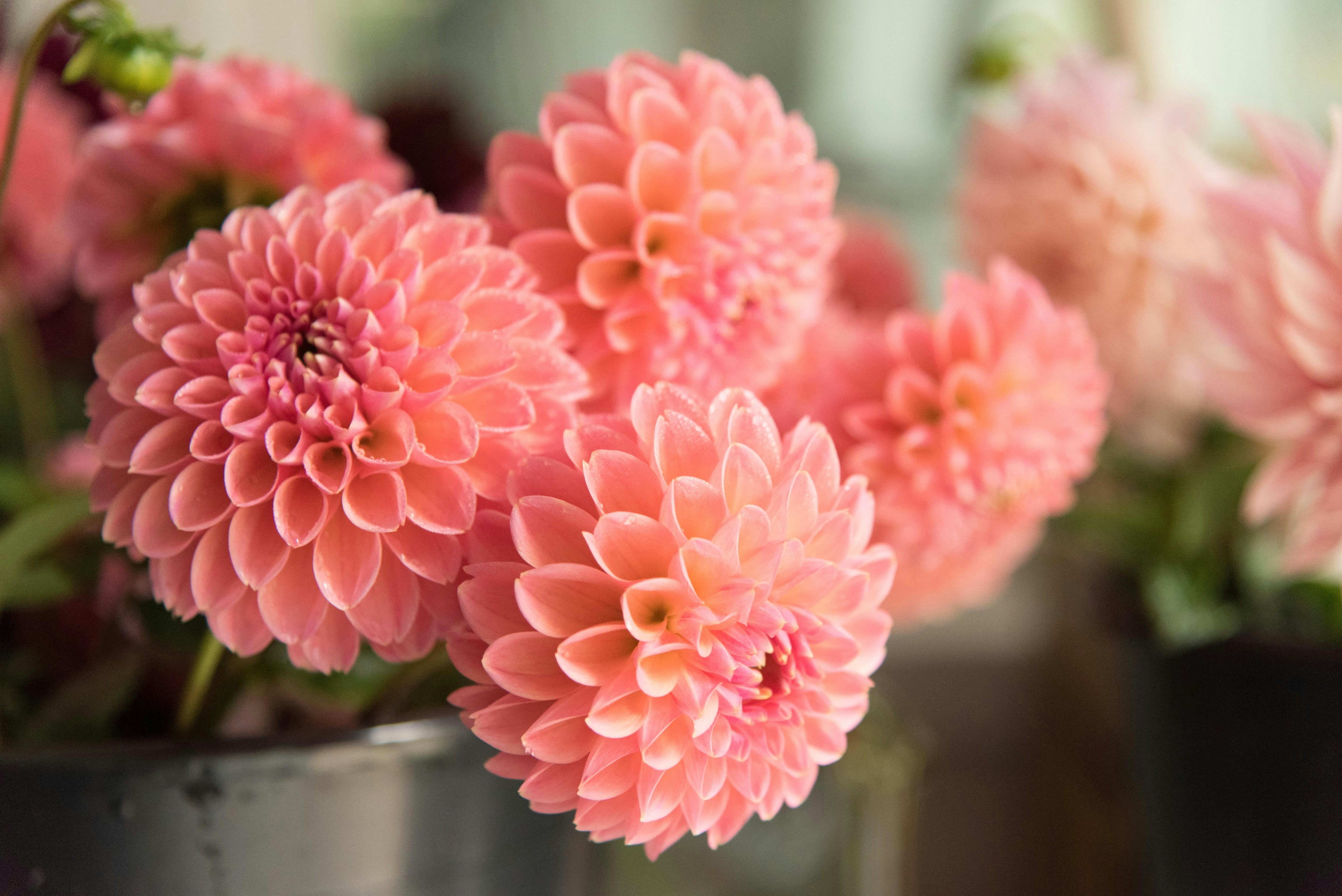Are Dahlia Tuber Sales Worth It?