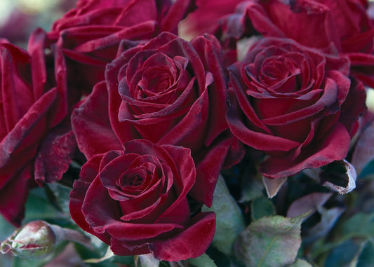 Black Baccara® (Fresh Cut Rose Stems – 1 dozen)