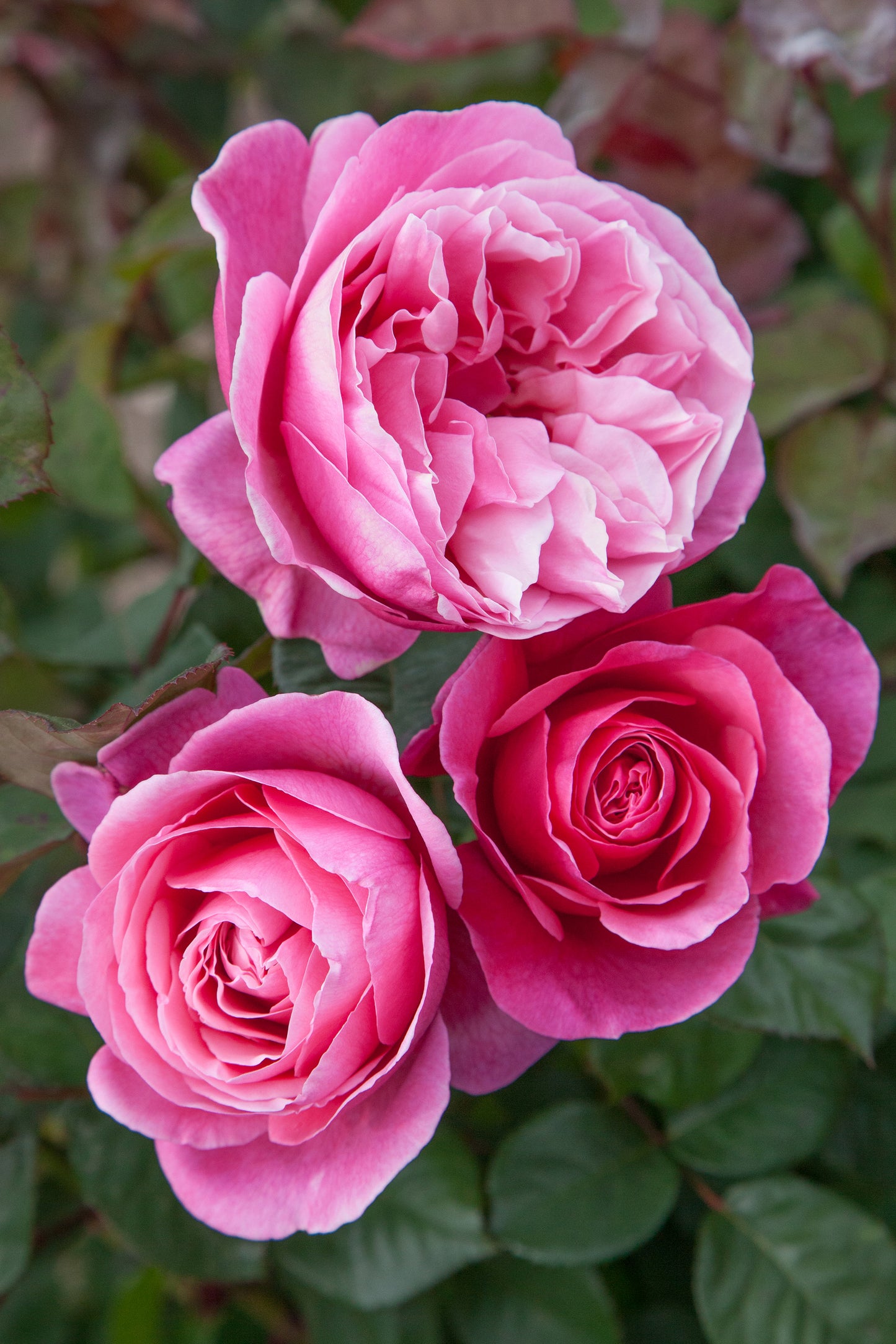 Dee-Lish® Rose Fresh Cut Rose Stems – 1 Dozen