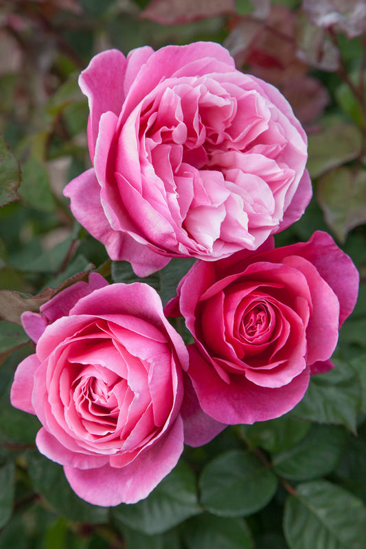 Dee-Lish® Rose Fresh Cut Rose Stems – 1 Dozen