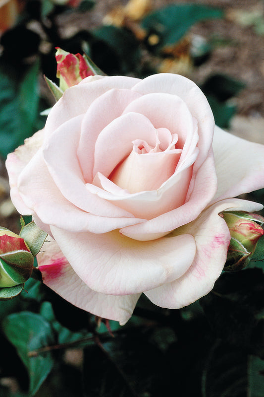 World War II Memorial Rose™ (Fresh Cut Rose Stems – 1 dozen)