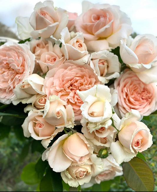 Parfuma® Bliss (Fresh Cut Rose Stems – 1 dozen)