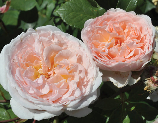Parfuma® Bliss Bare-Root Rose