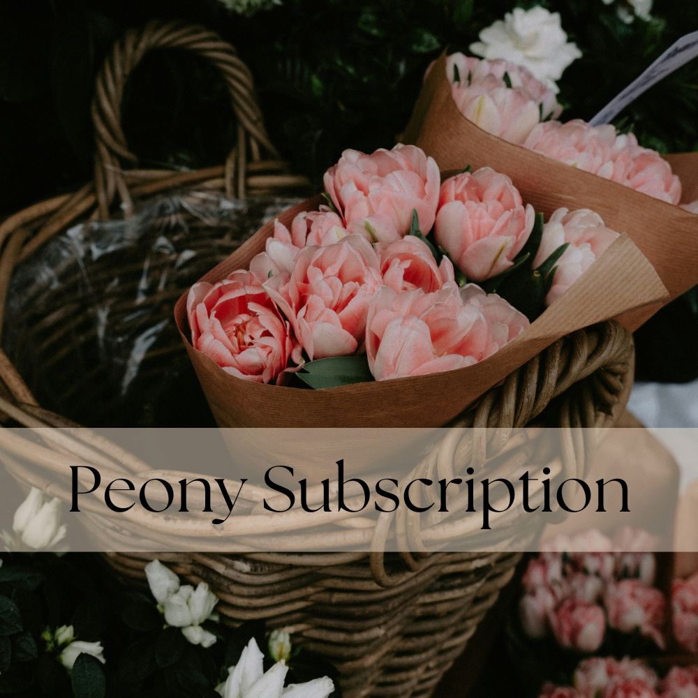 3 Week Peony Subscription