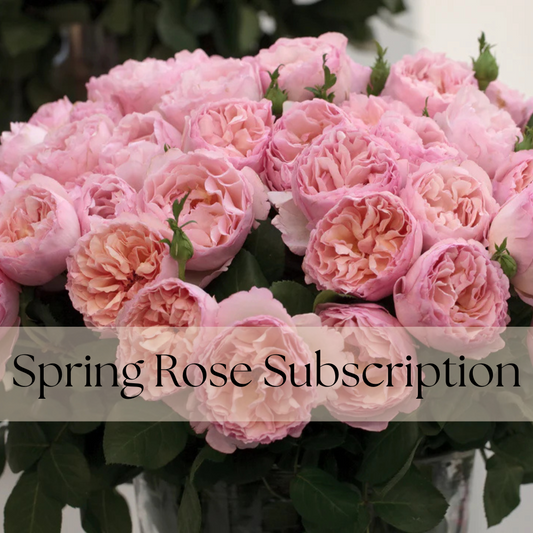 Spring Garden Rose Subscription
