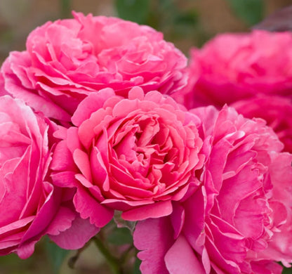 Dee-Lish® Rose Fresh Cut Rose Stems – 1 Dozen