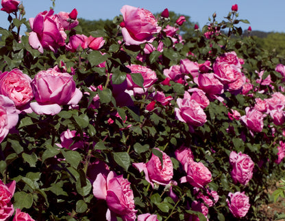 Dee-Lish® Rose Fresh Cut Rose Stems – 1 Dozen
