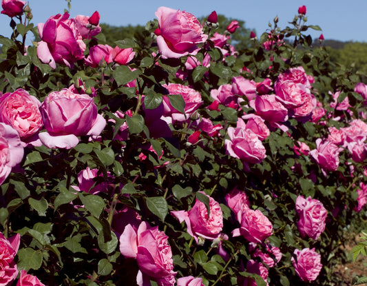 Dee-Lish Bare-Root Rose