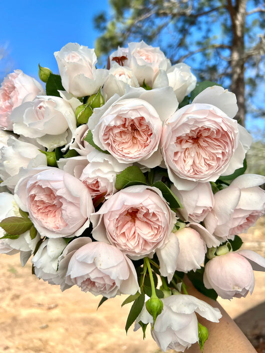 Parfuma® Earth Angel™ (Fresh Cut Rose Stems – 1 dozen)