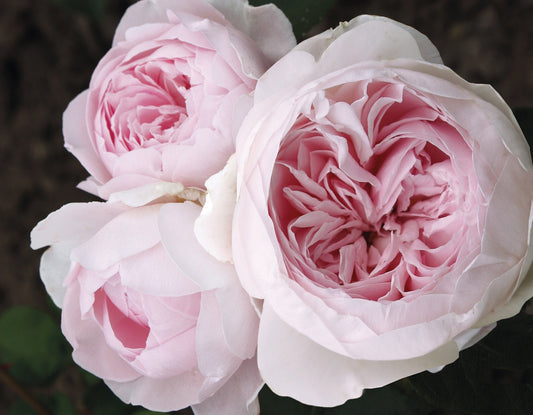 Parfuma® Earth Angel™ Bare-Root Rose