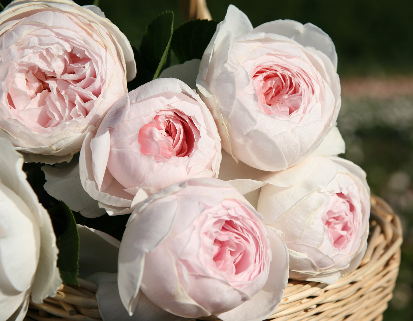 Parfuma® Earth Angel™ (Fresh Cut Rose Stems – 1 dozen)