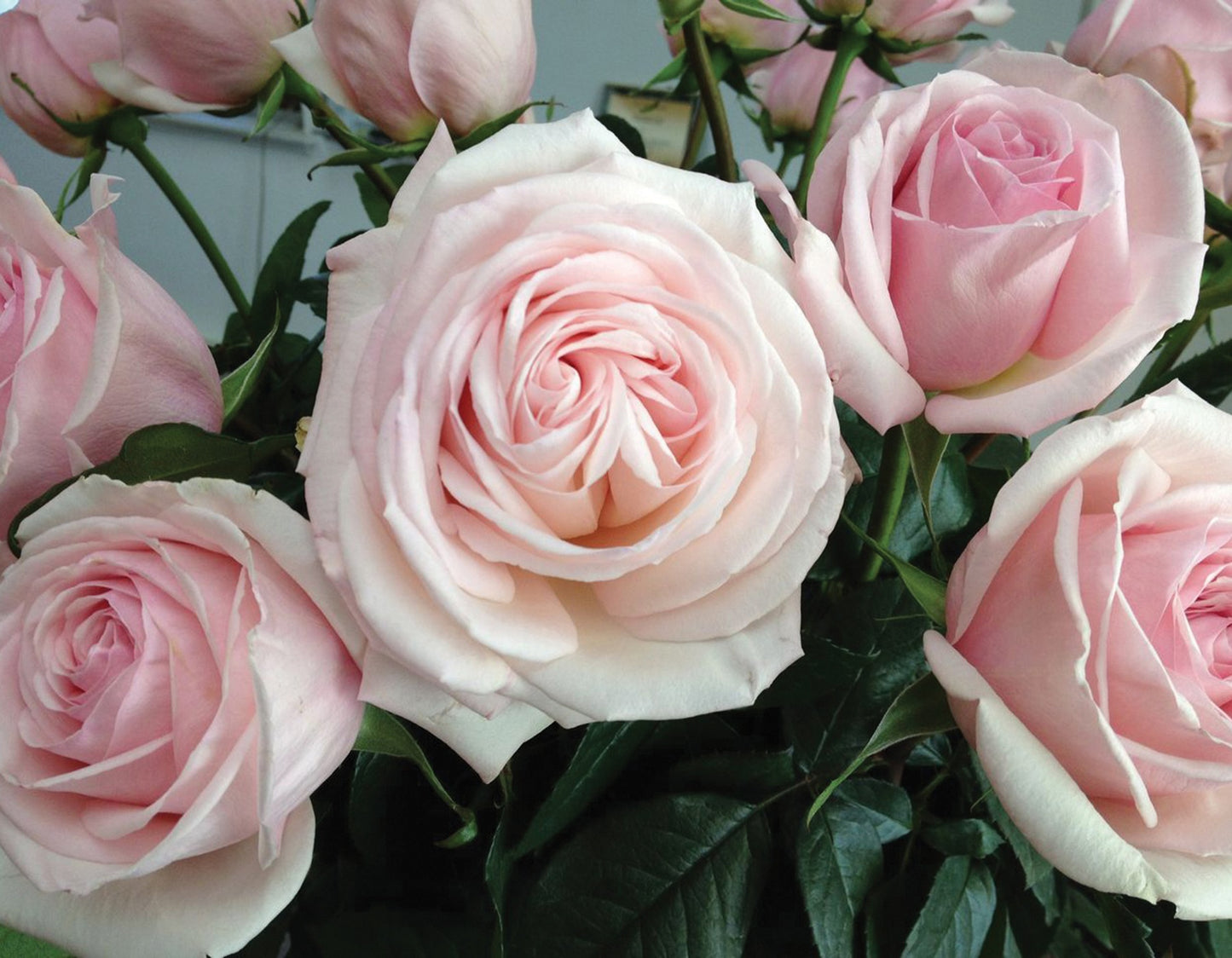 Francis Meilland® (Fresh Cut Rose Stems – 1 dozen)