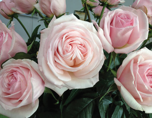 Francis Meilland® (Fresh Cut Rose Stems – 1 dozen)