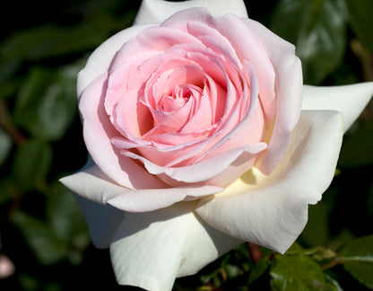 Francis Meilland® (Fresh Cut Rose Stems – 1 dozen)