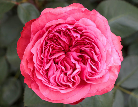 Loves Me, Loves Me Not™ (Fresh Cut Rose Stems – 1 dozen)