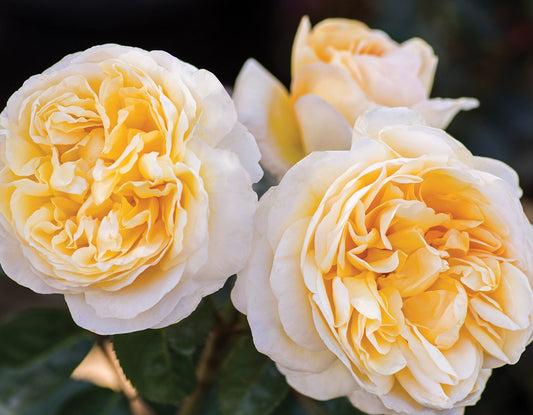 Romantica® Moonlight Bare-Root Rose