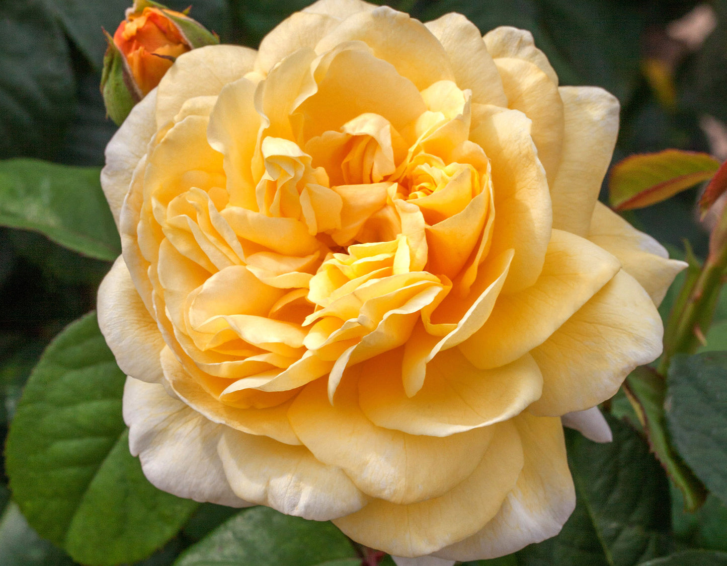 Romantica® Moonlight Bare-Root Rose