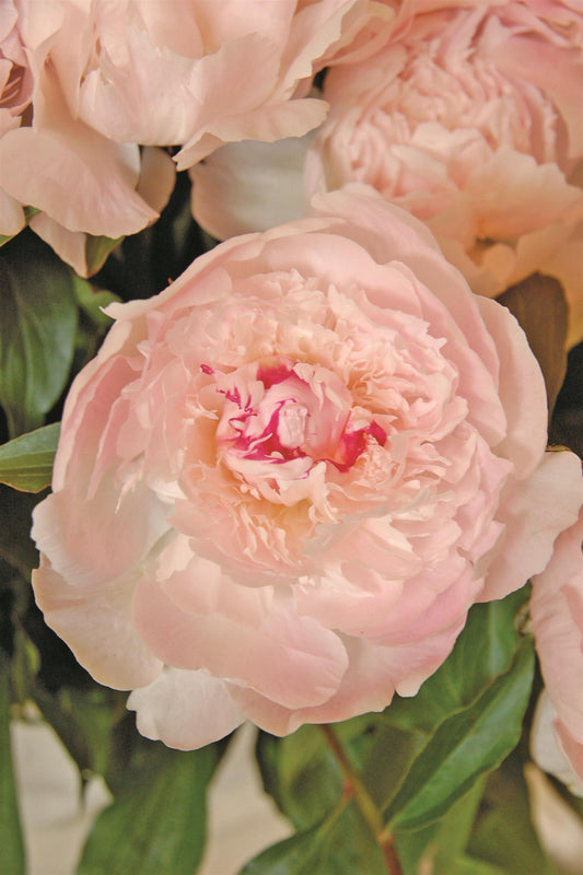 Peony- Alertie