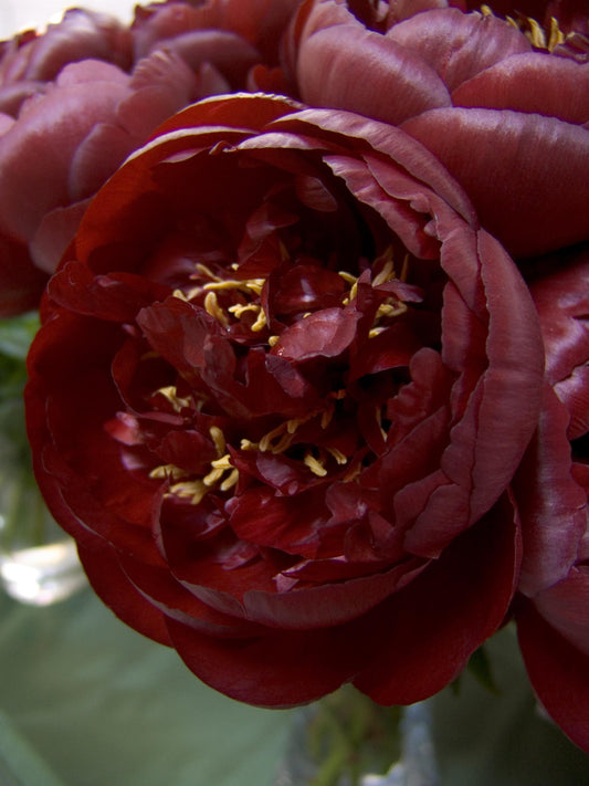 Peony- Buckeye Belle