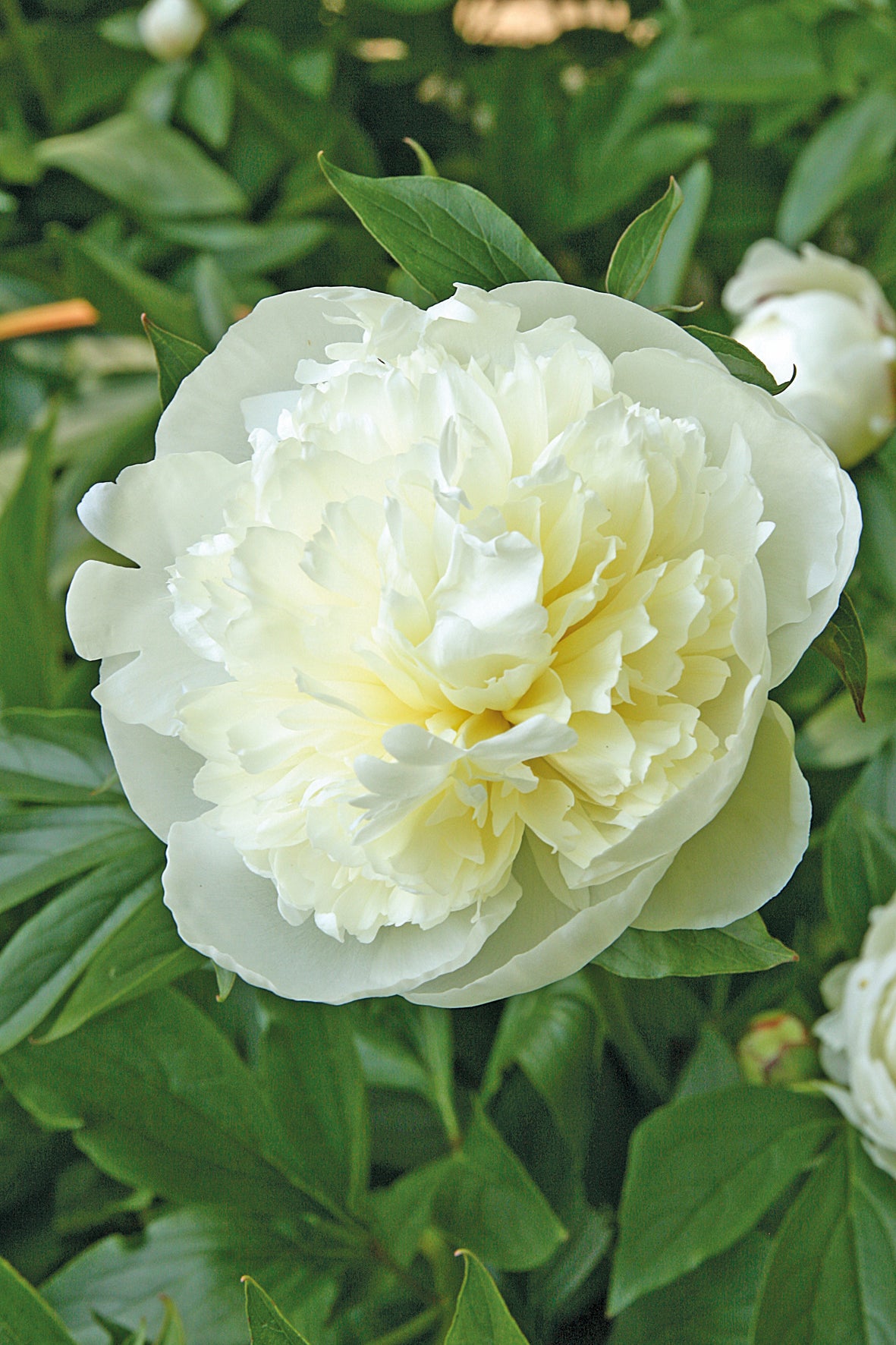 Peony- Duchess de Nemours