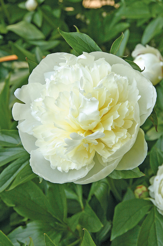 Peony- Duchess de Nemours