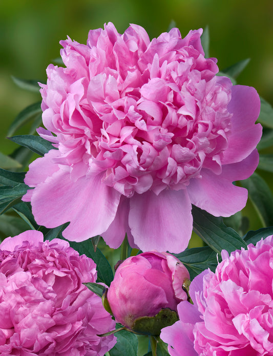 Peony- Monsieur Jules Elie