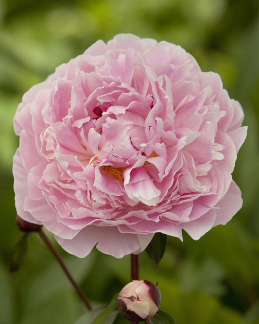Peony- Sarah Bernhardt