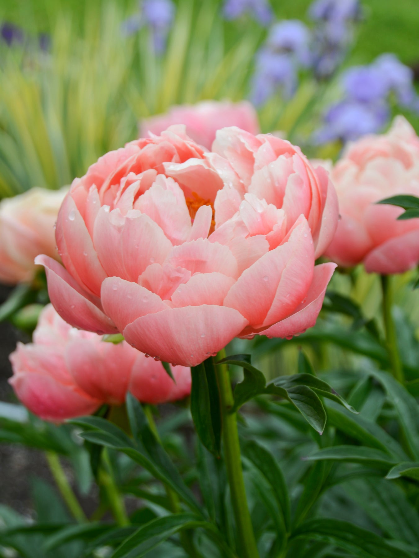 Peony- Coral Charm