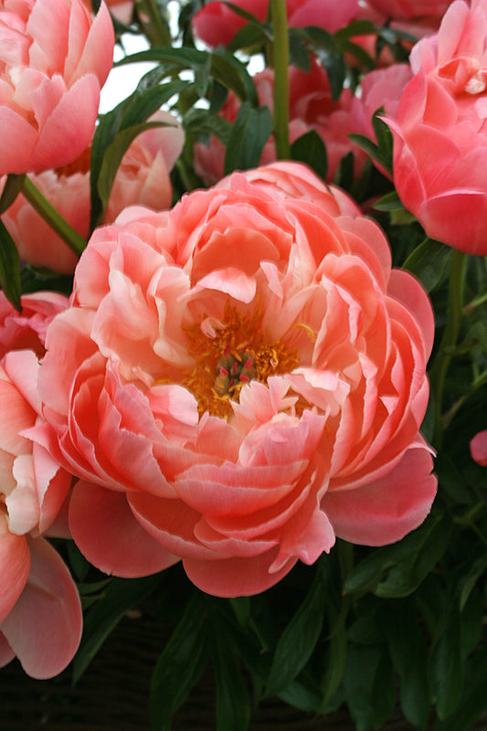 Peony- Coral Sunset