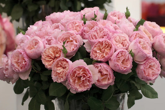 Princesse Charlene de Monaco® (Fresh Cut Rose Stems – 1 dozen)