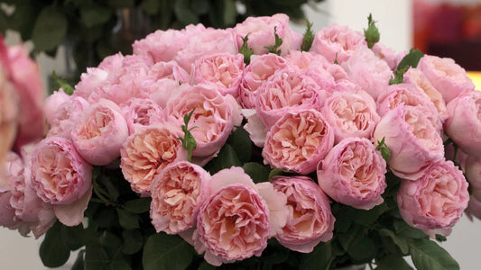 Princesse Charlene de Monaco® Bare-Root Rose